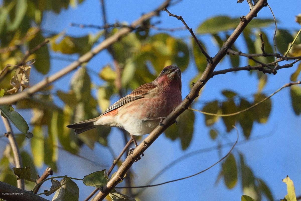 Purple Finch - ML646221752