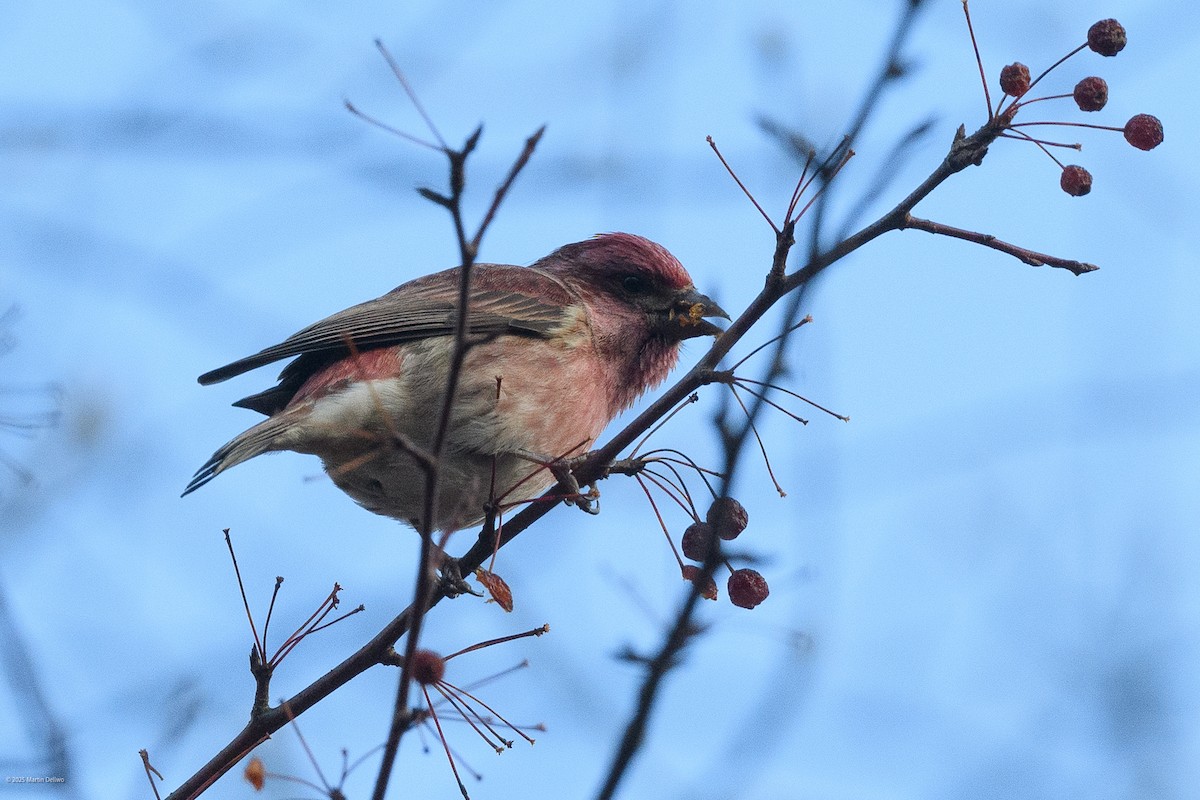 Purple Finch - ML646221753