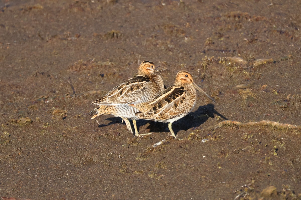 Wilson's Snipe - ML646221754