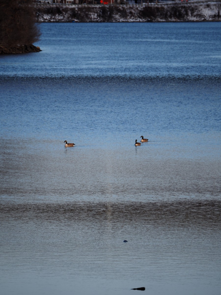 Canada Goose - ML646221757