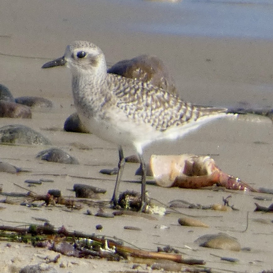 Black-bellied Plover - ML646221758