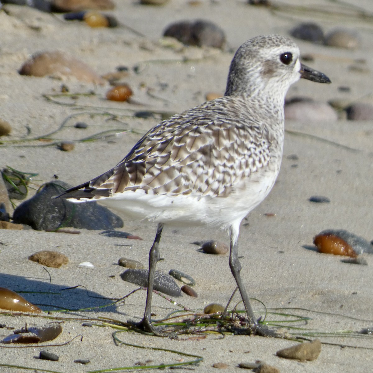 Black-bellied Plover - ML646221759