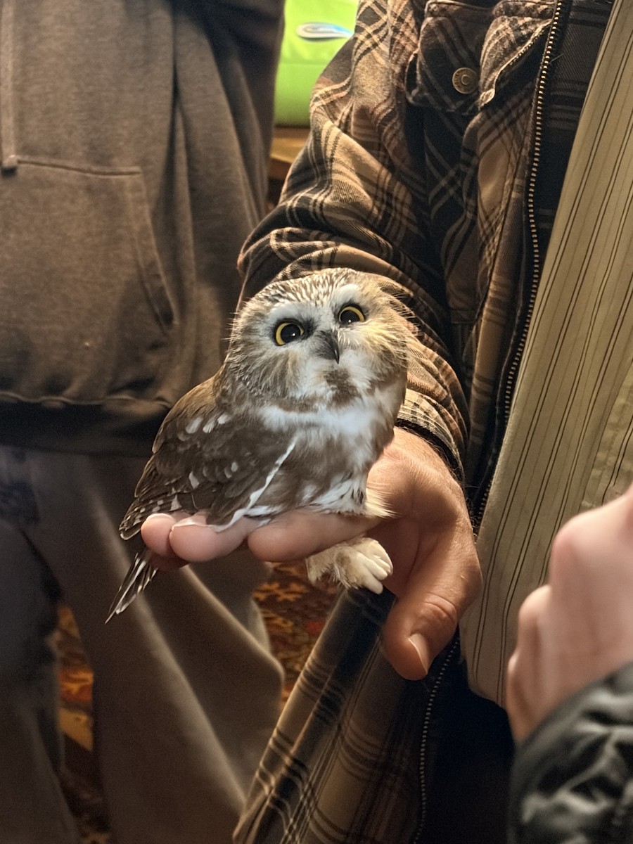 Northern Saw-whet Owl - ML646221764