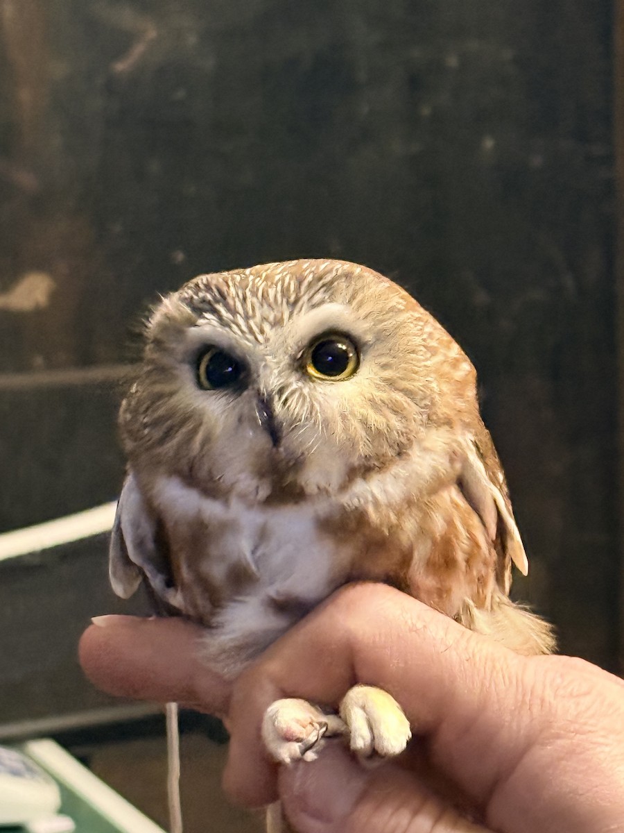 Northern Saw-whet Owl - ML646221765