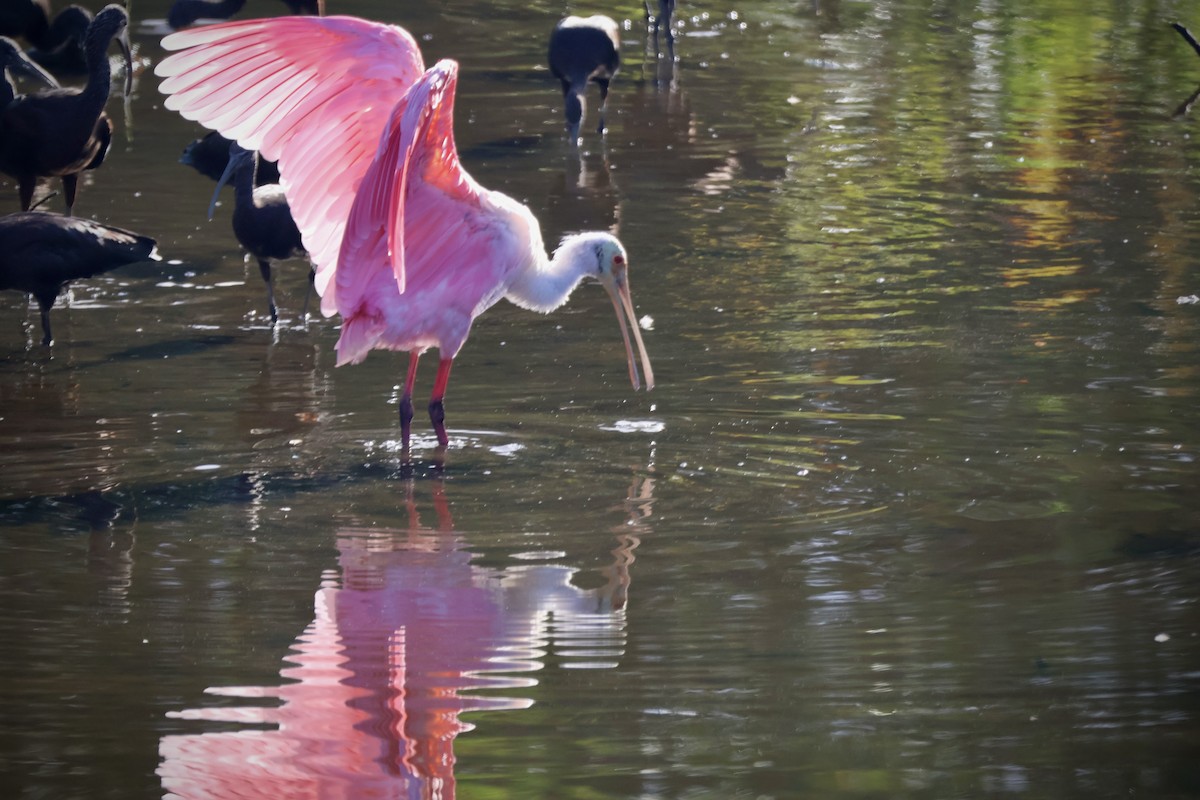Roseate Spoonbill - ML646221770