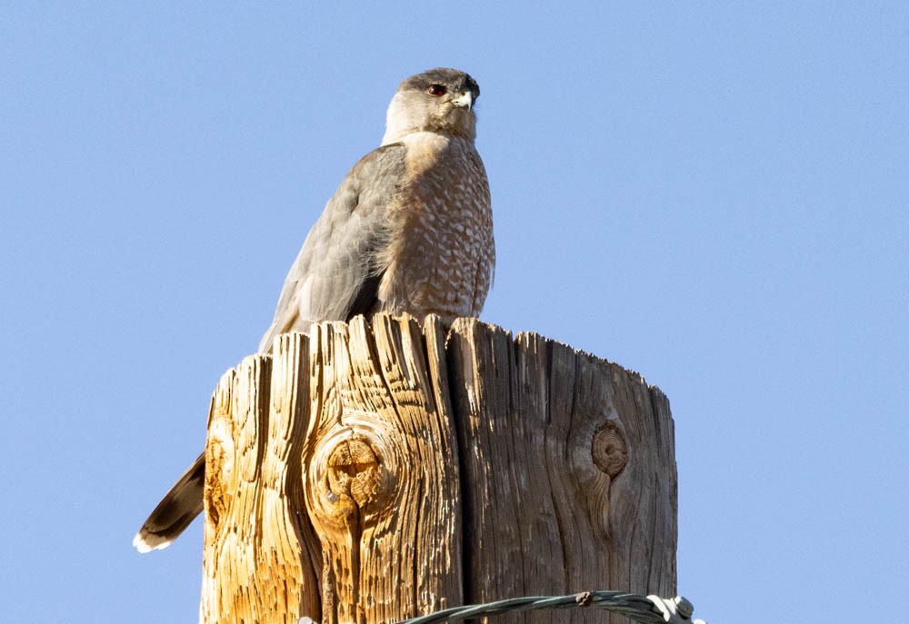 Cooper's Hawk - ML646221771