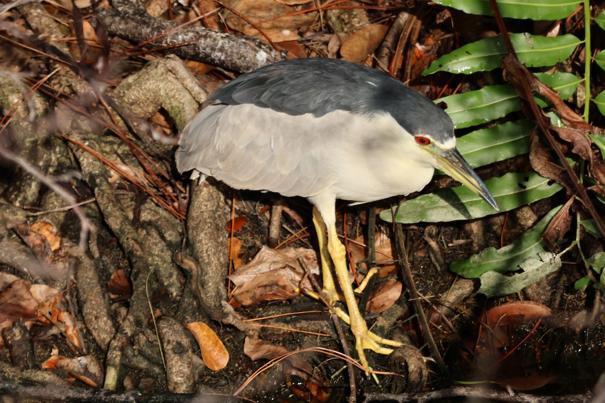 Black-crowned Night Heron - ML646221777