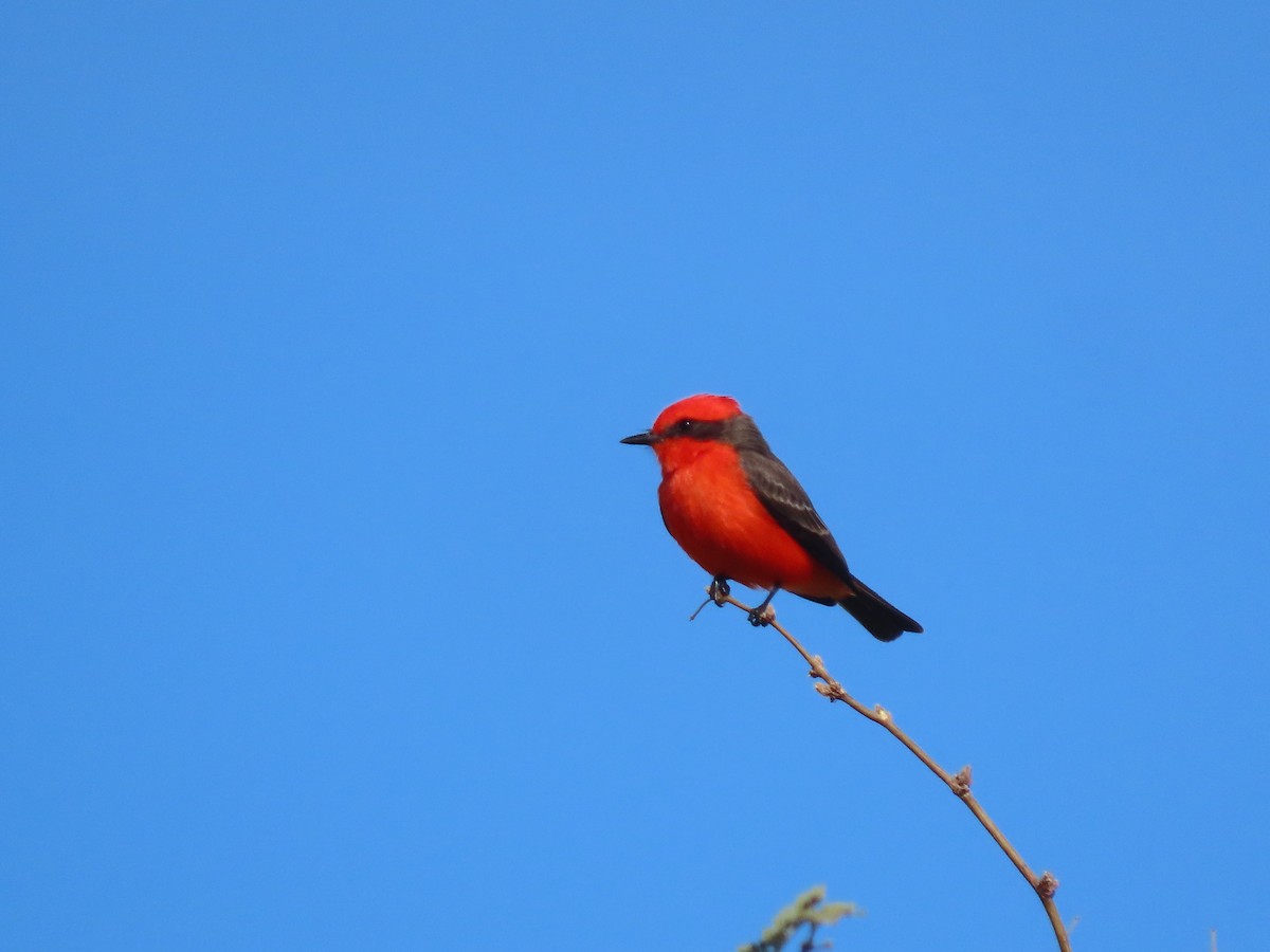 Vermilion Flycatcher - ML646221780