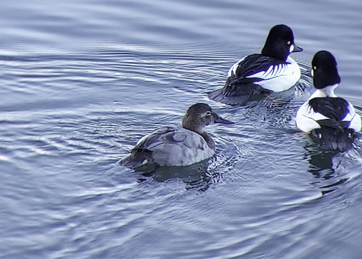 Murgilari bizkarzuria - ML646221782