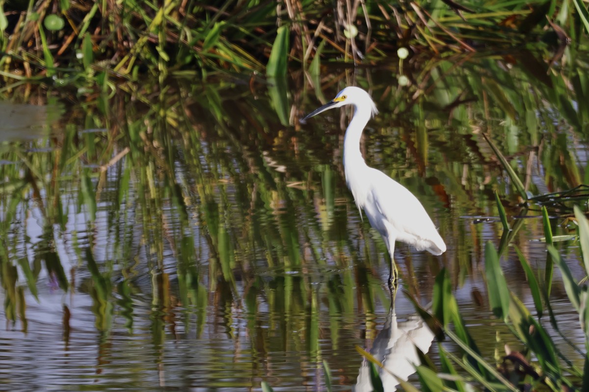 Snowy Egret - ML646221784