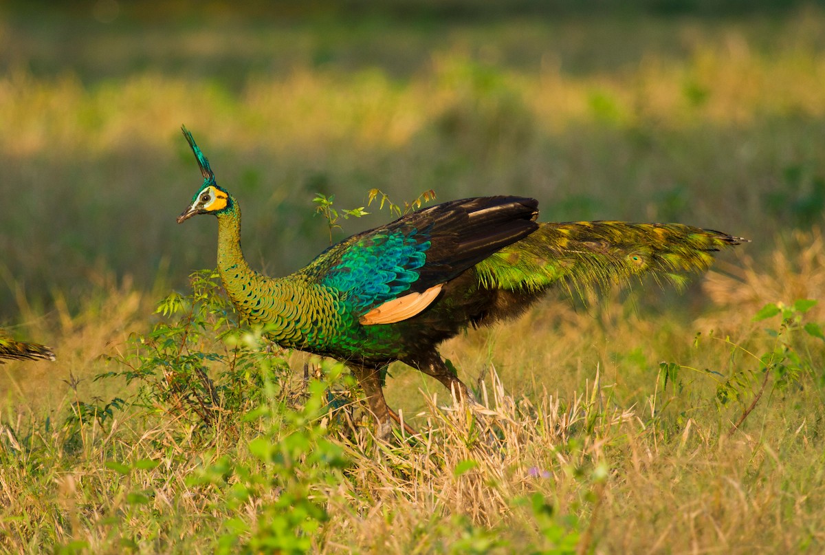 Павич синьокрилий - ML646221785