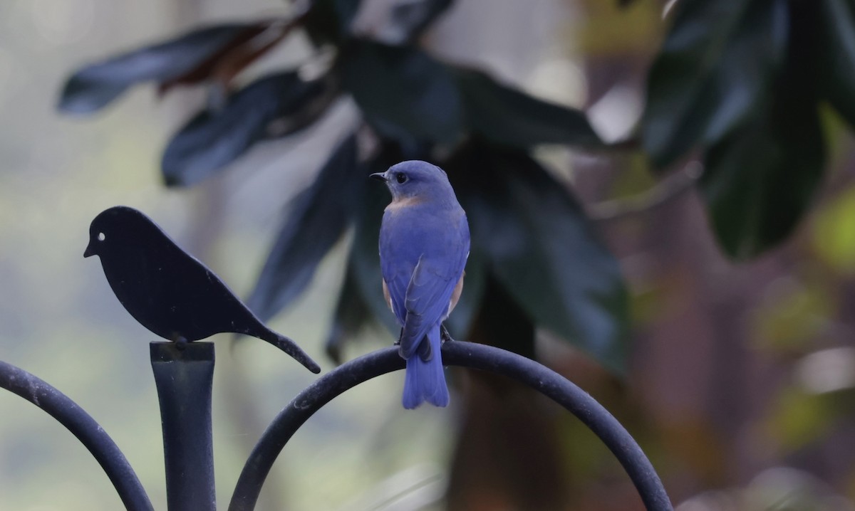 Блакитник східний - ML646221787