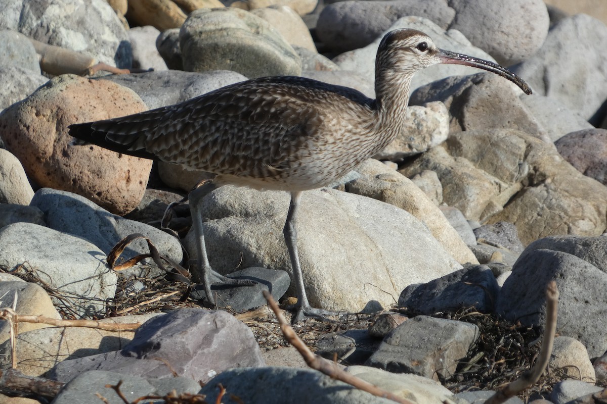 Hudsonian Whimbrel - ML646221790