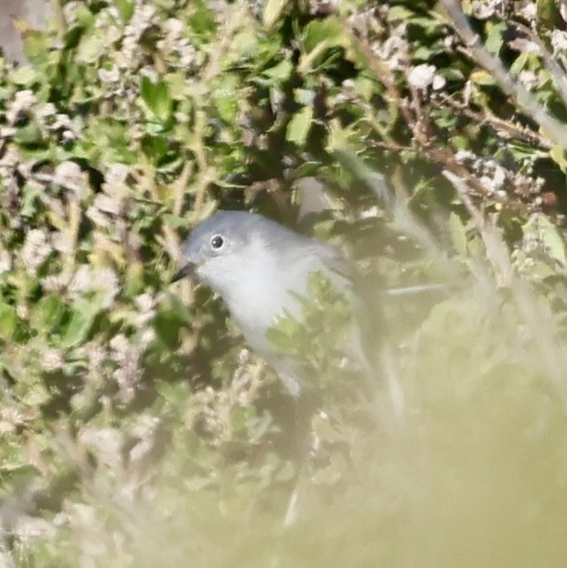 Blue-gray Gnatcatcher - ML646221794