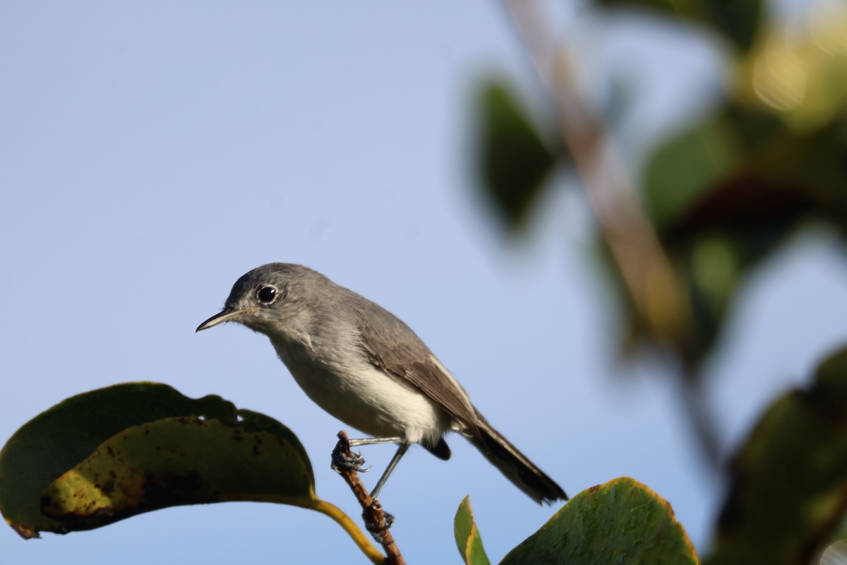 Blue-gray Gnatcatcher - ML646221796