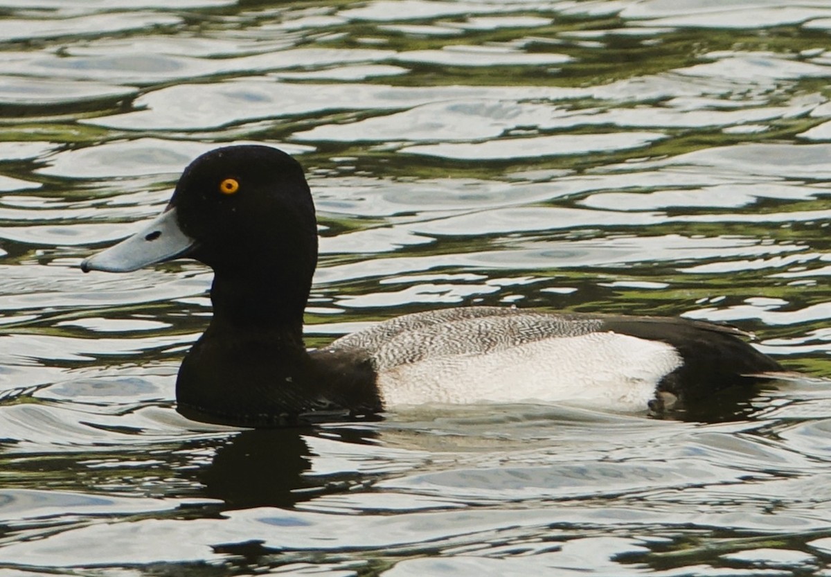 Lesser Scaup - ML646221797