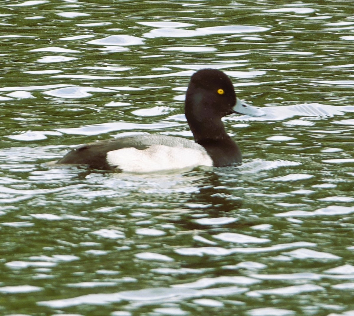 Lesser Scaup - ML646221798
