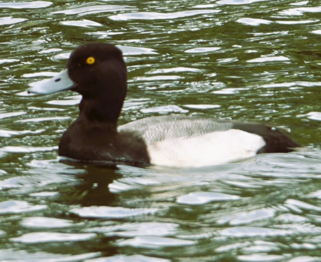Lesser Scaup - ML646221799