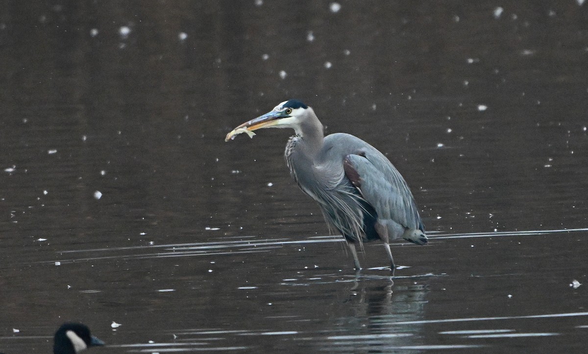 Great Blue Heron - ML646221800