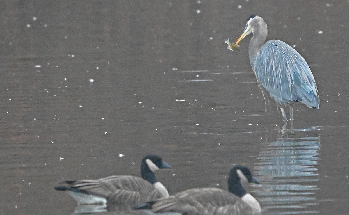 Great Blue Heron - ML646221801