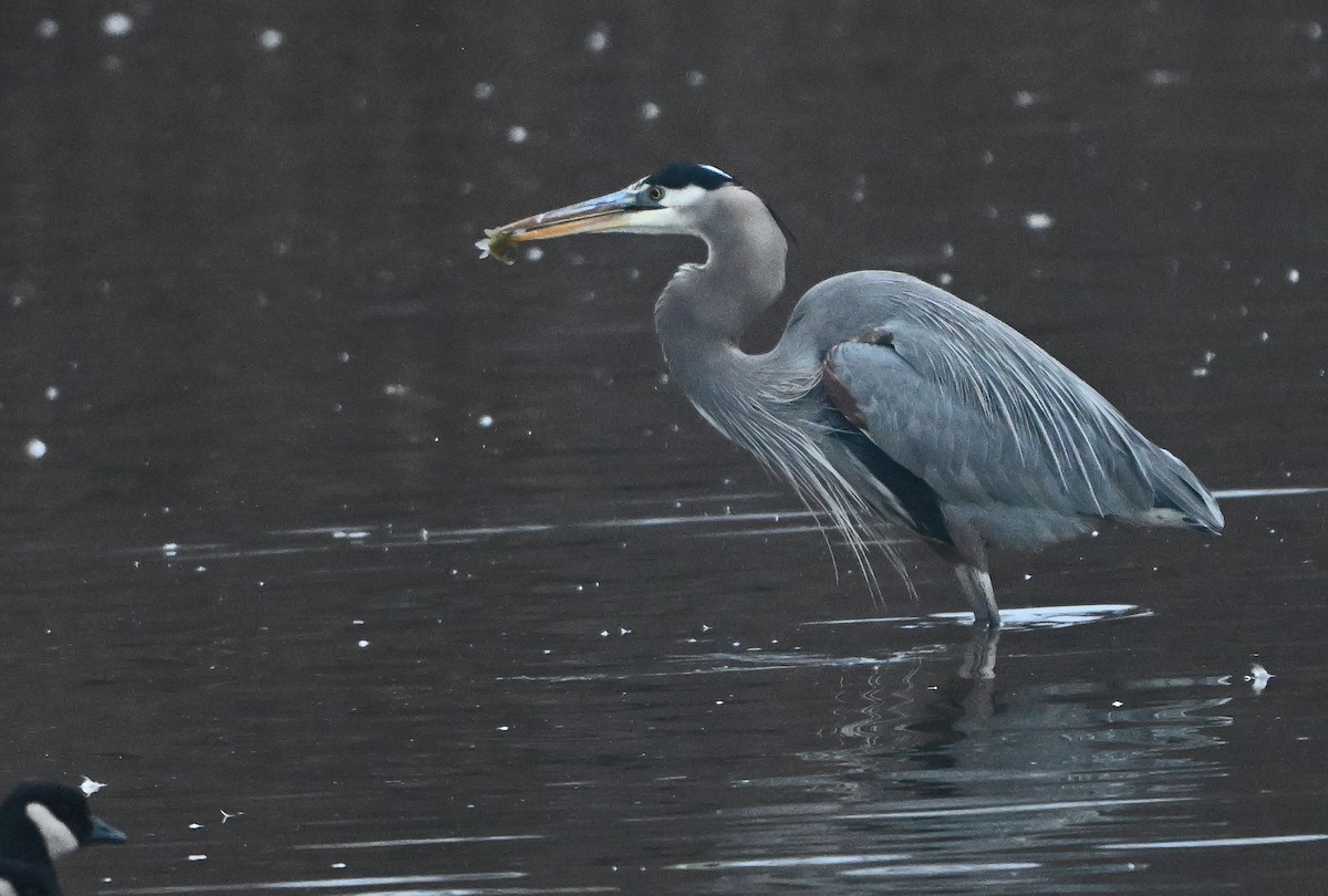 Great Blue Heron - ML646221802