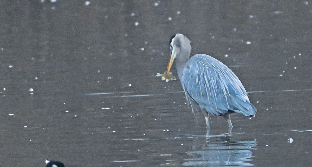 Great Blue Heron - ML646221803