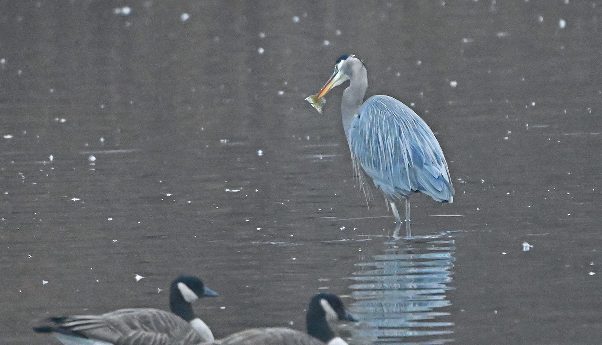 Great Blue Heron - ML646221804