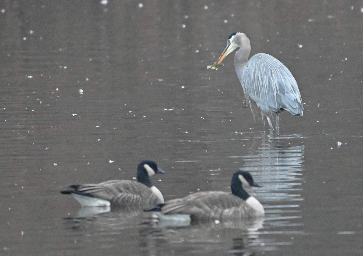Great Blue Heron - ML646221805