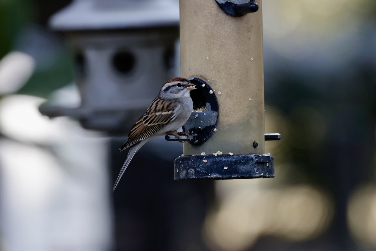 Chipping Sparrow - ML646221806