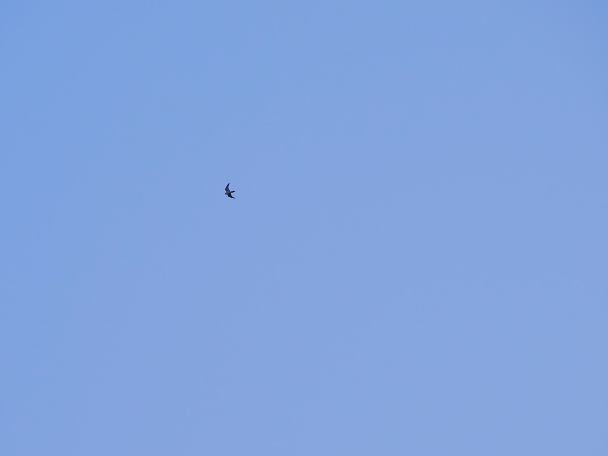 sokol stěhovavý (ssp. macropus) - ML646221807