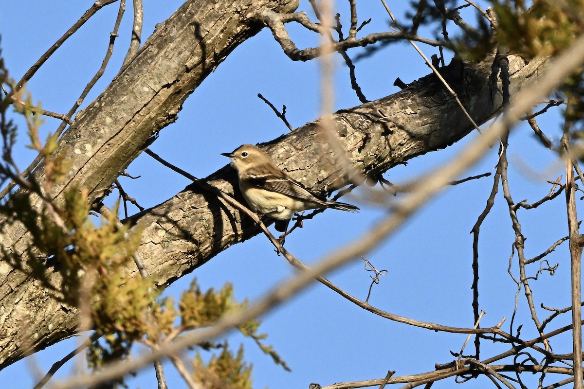 キヅタアメリカムシクイ - ML646221810