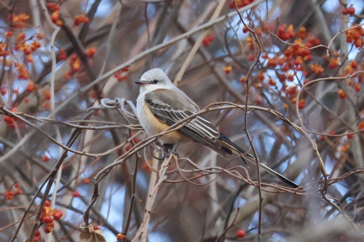 Scissor-tailed Flycatcher - ML646221812