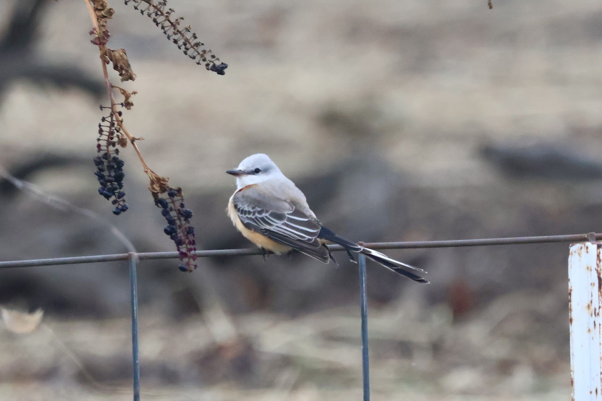 Scissor-tailed Flycatcher - ML646221814