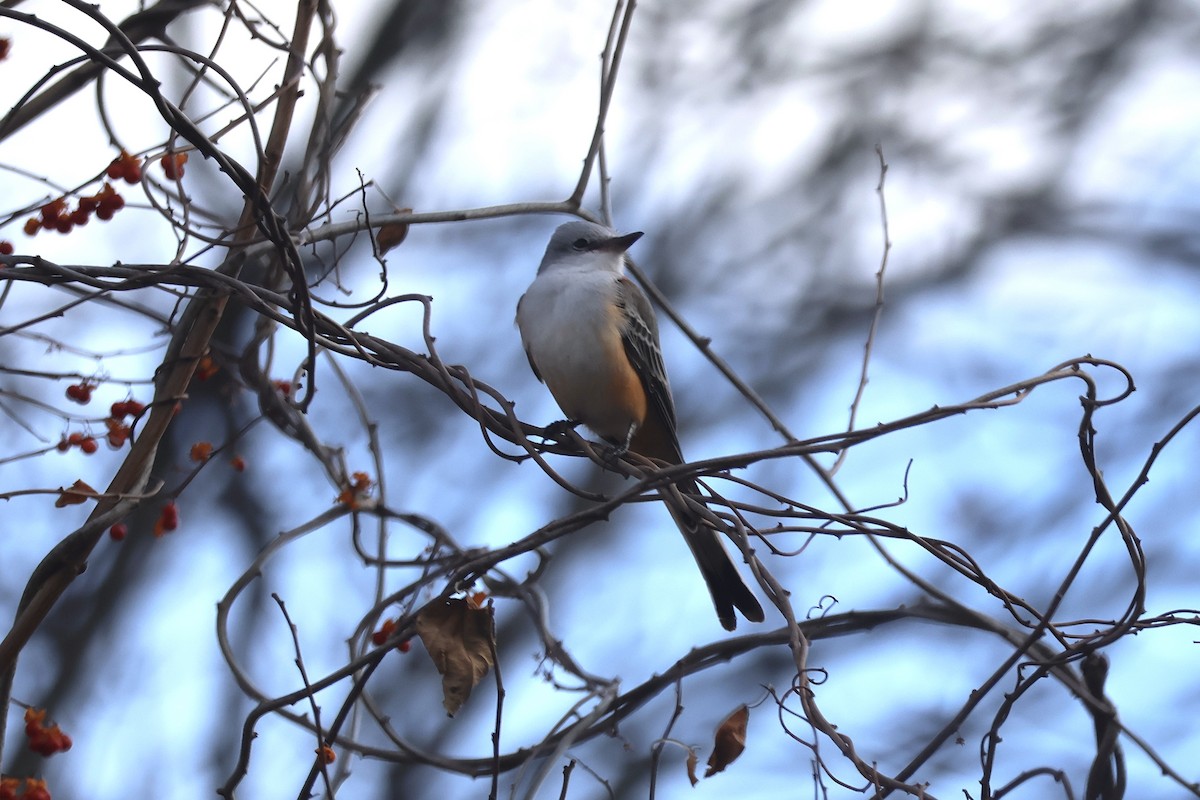 Scissor-tailed Flycatcher - ML646221816