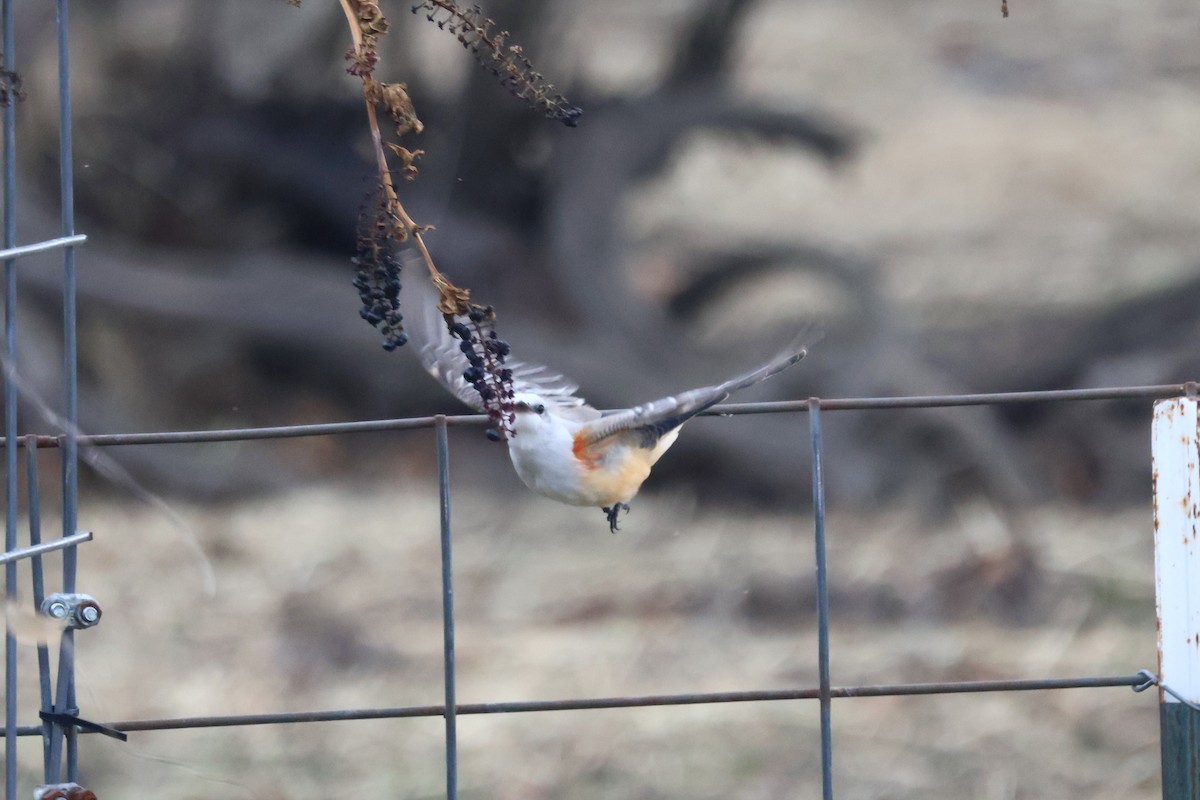 Scissor-tailed Flycatcher - ML646221817