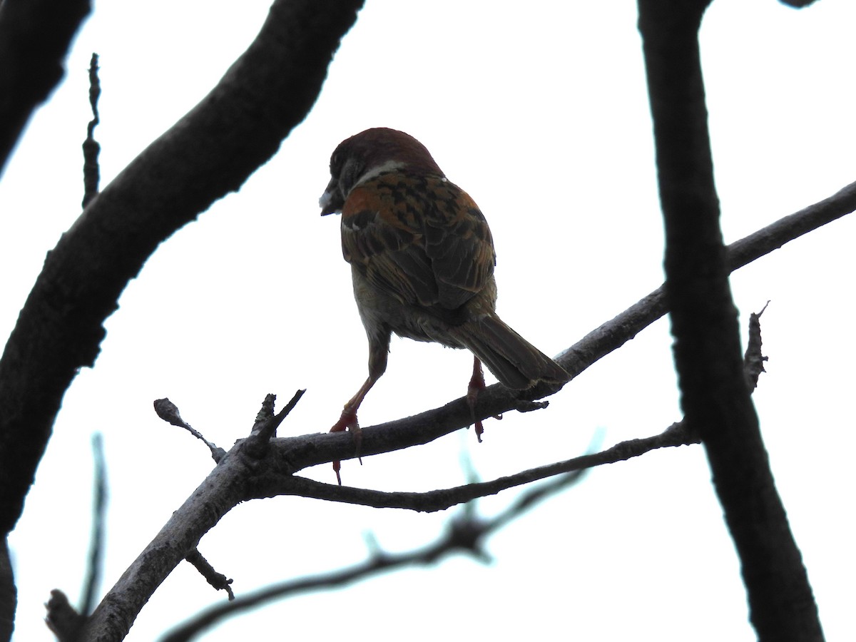 Eurasian Tree Sparrow - ML646221818
