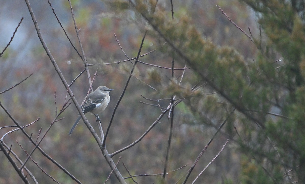 Northern Mockingbird - ML646221819