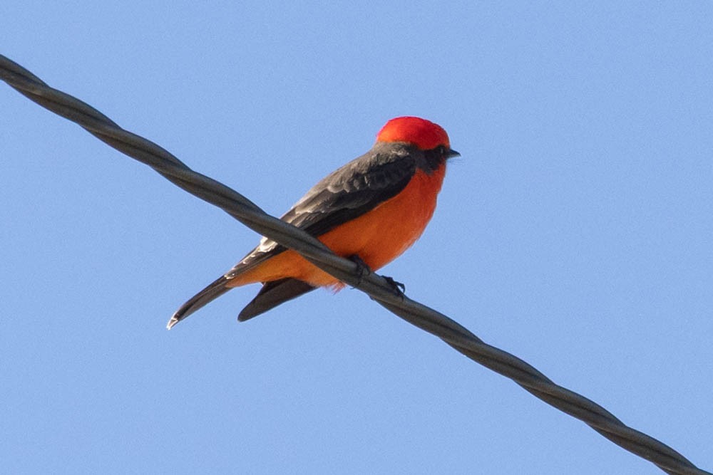 Vermilion Flycatcher - ML646221820