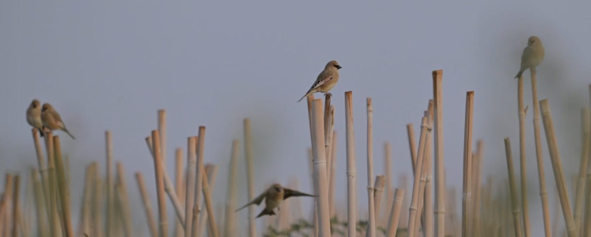 Yellow-rumped Warbler - ML646221821