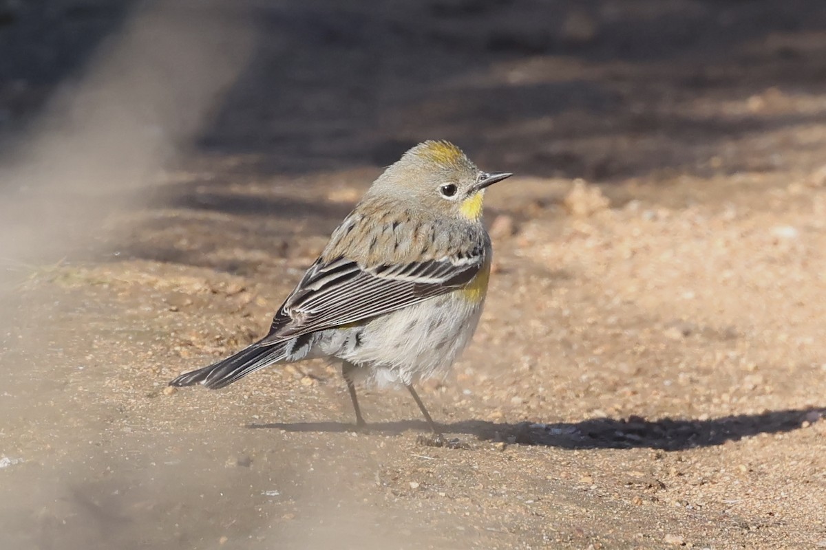 Yellow-rumped Warbler - ML646221822