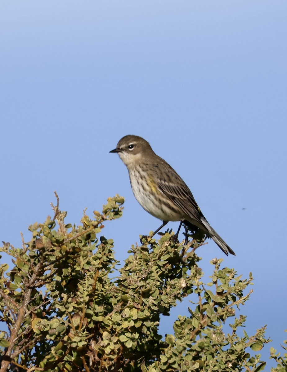 Yellow-rumped Warbler - ML646221823