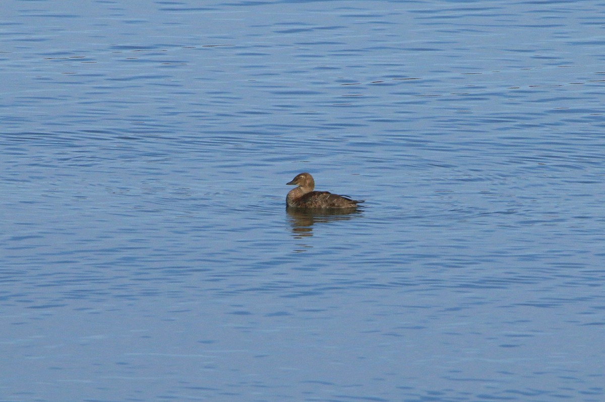King Eider - ML646221824