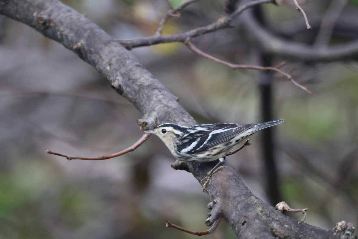 Black-and-white Warbler - ML646221825