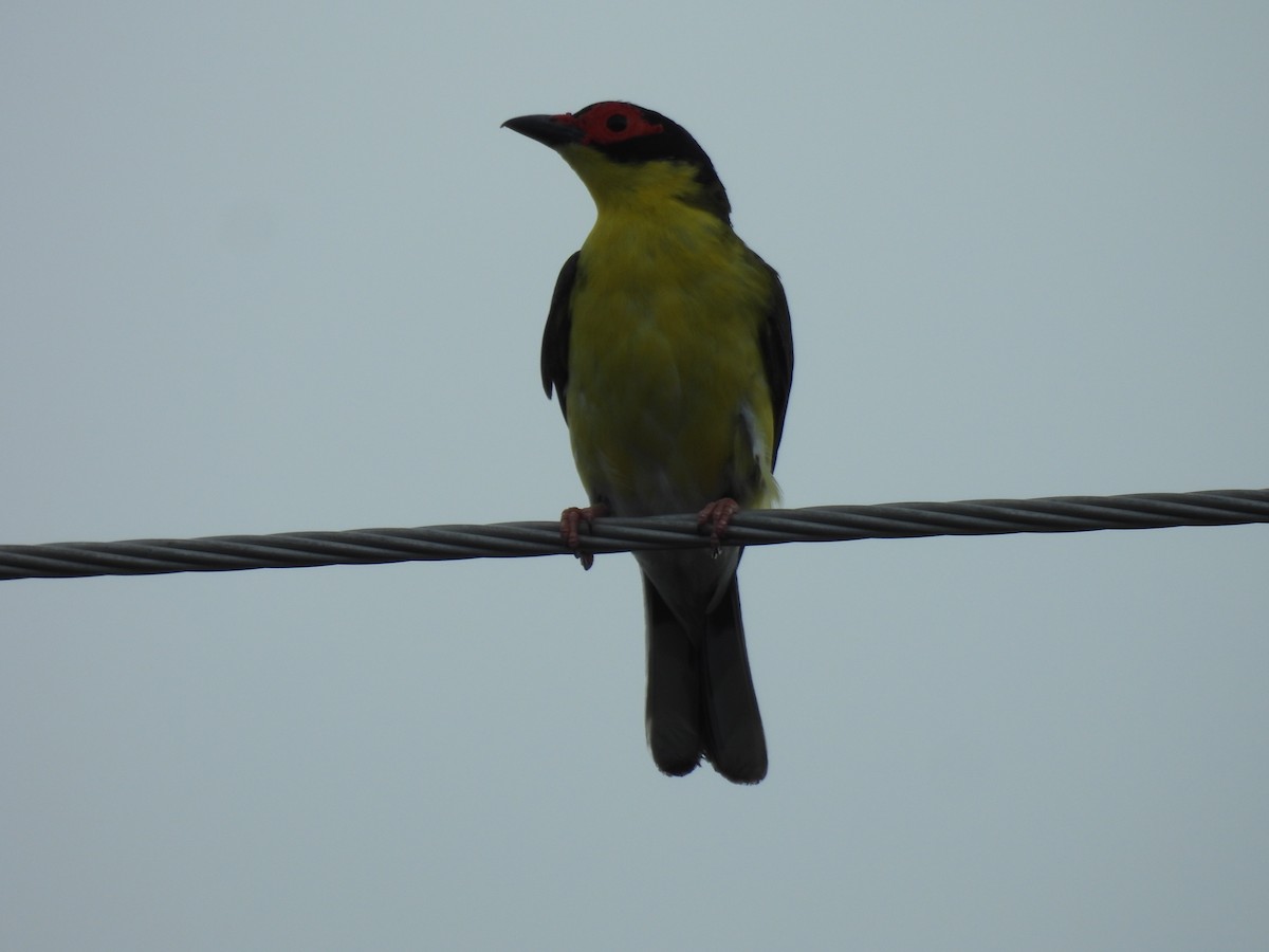 Australasian Figbird - ML646221829