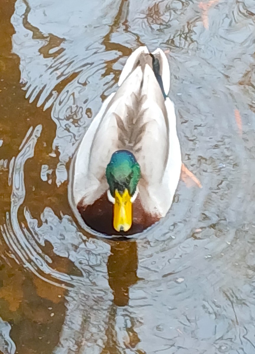 Mallard - ML646221830