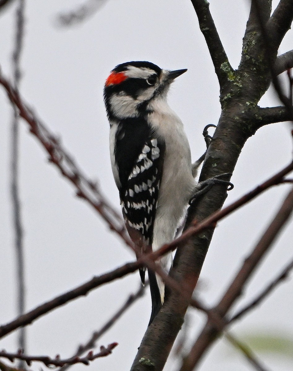 Downy Woodpecker - ML646221831