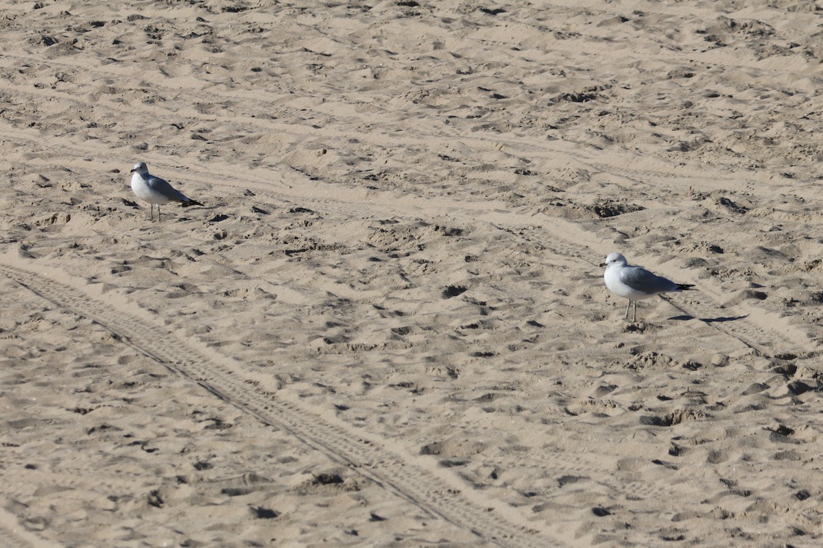 Ring-billed Gull - ML646221835