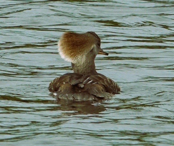 Hooded Merganser - ML646221836