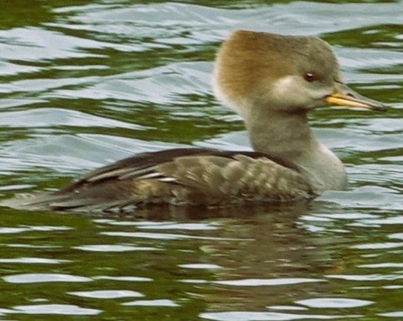 Hooded Merganser - ML646221837