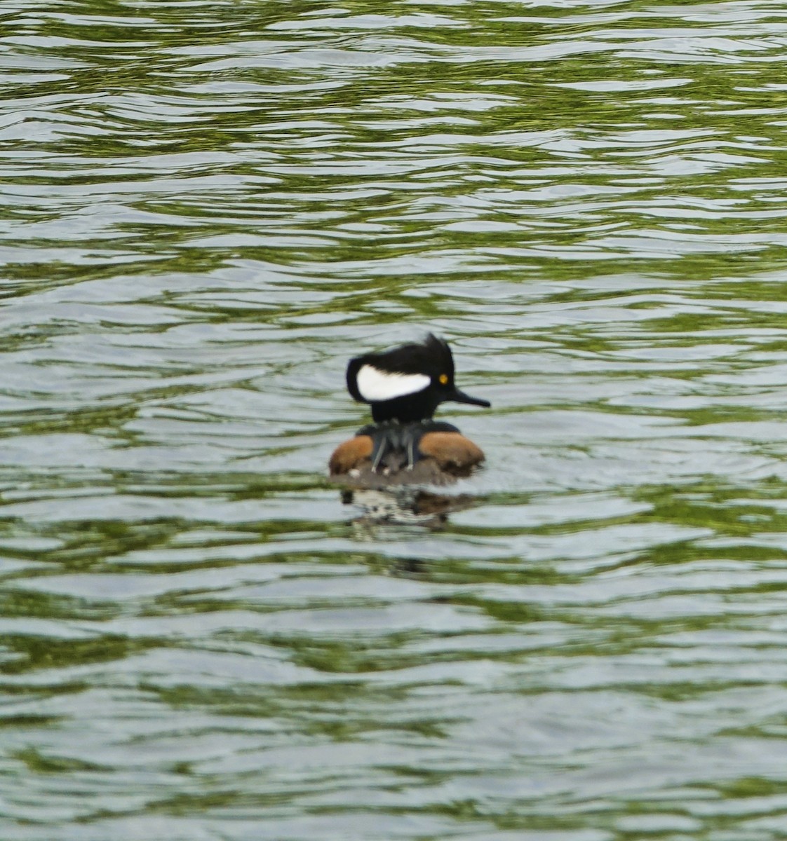 Hooded Merganser - ML646221838